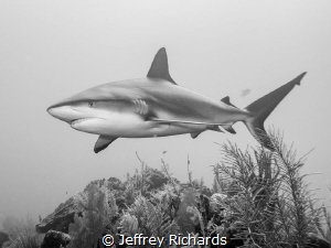A Caribbean reef shark cruising the reef by Jeffrey Richards 
